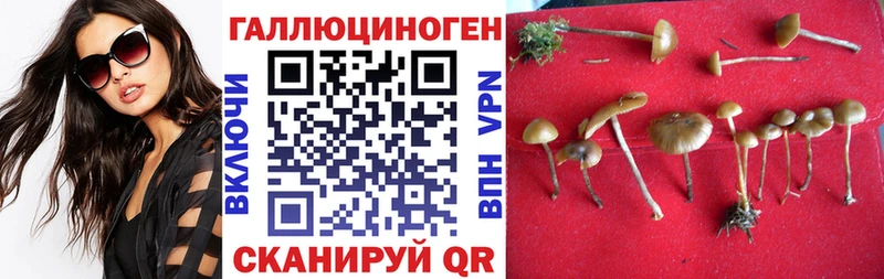 mega онион  Тулун  Псилоцибиновые грибы прущие грибы 